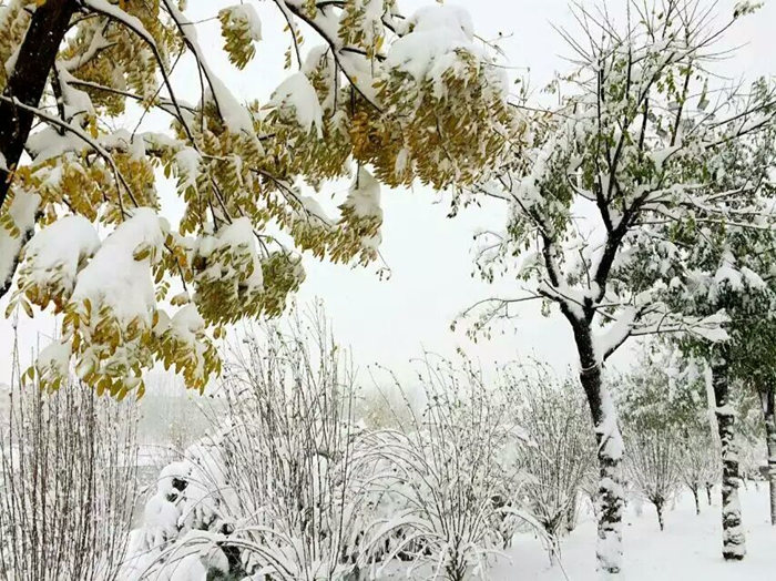 瑞雪兆豐年，踏雪沃爾華